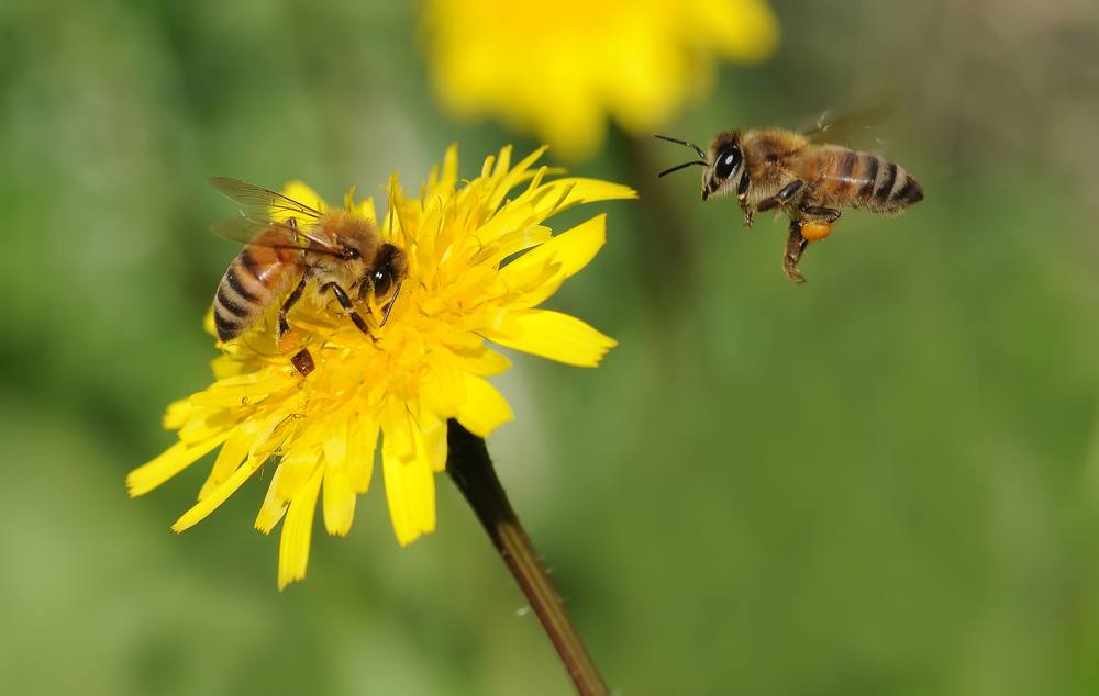 bee killing pesticide now banned throughout vancouver bee killing pesticide now banned throughout vancouver