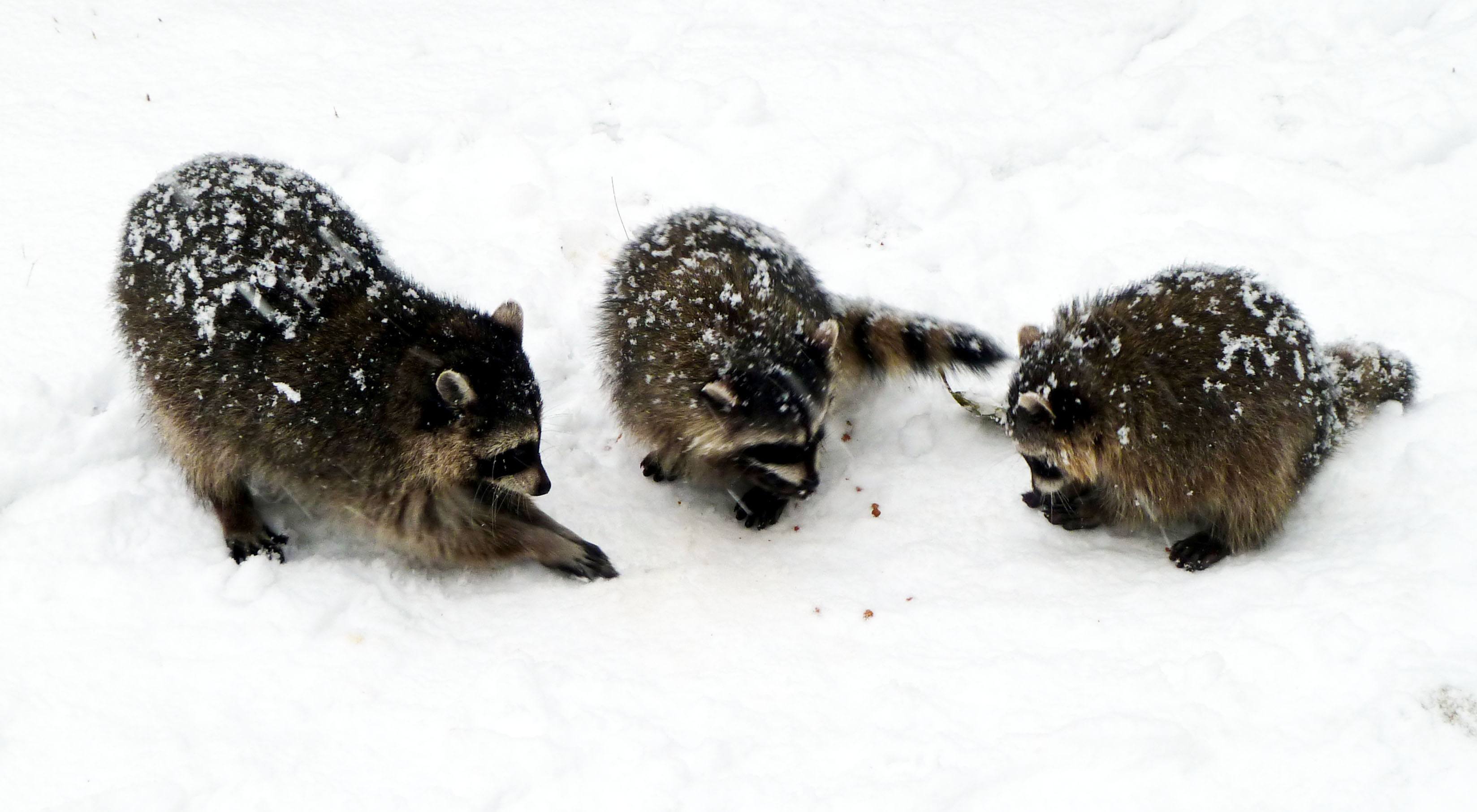 Raccoons playing in snow near Lost Lagoon in Stanley Park (Wendy Cutler/Flickr)