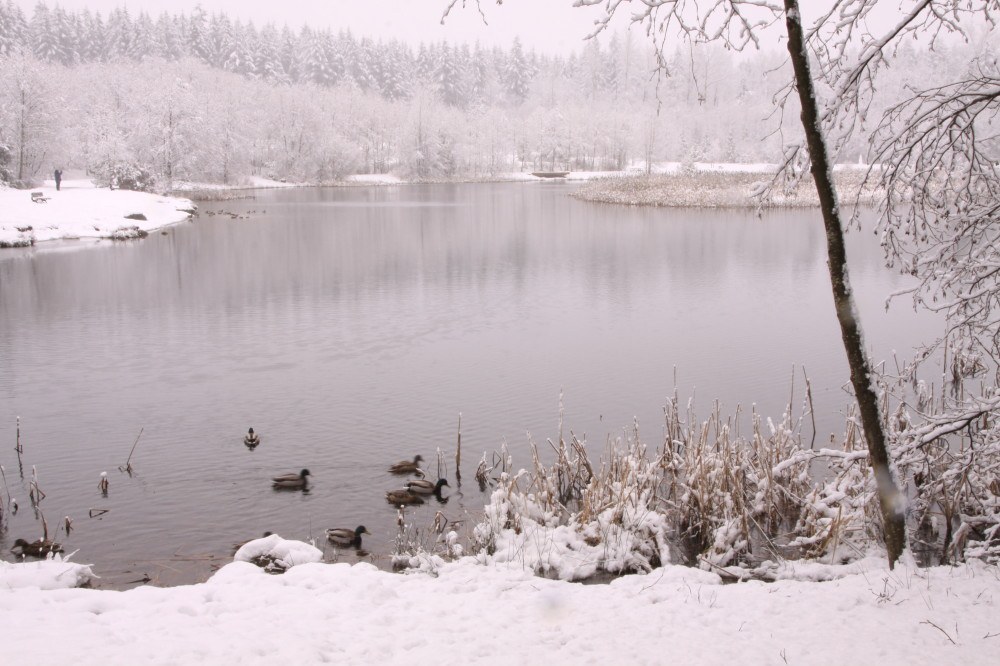 Green Timbers Lake in the snow (waferboard/Flickr)