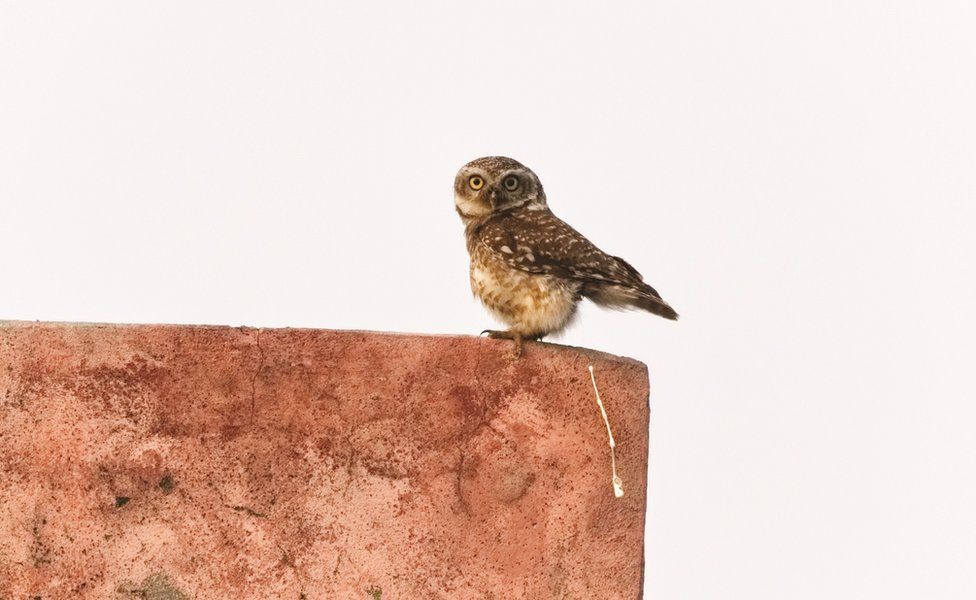 comedy wildlife