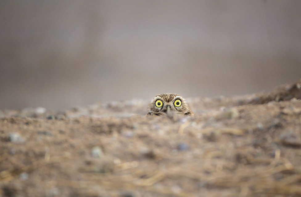 comedy wildlife