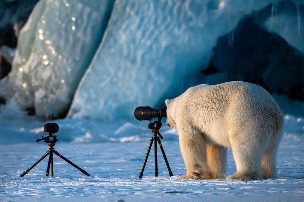 comedy wildlife