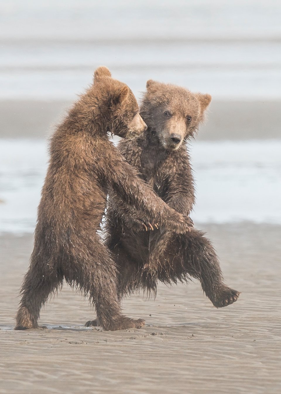 comedy wildlife