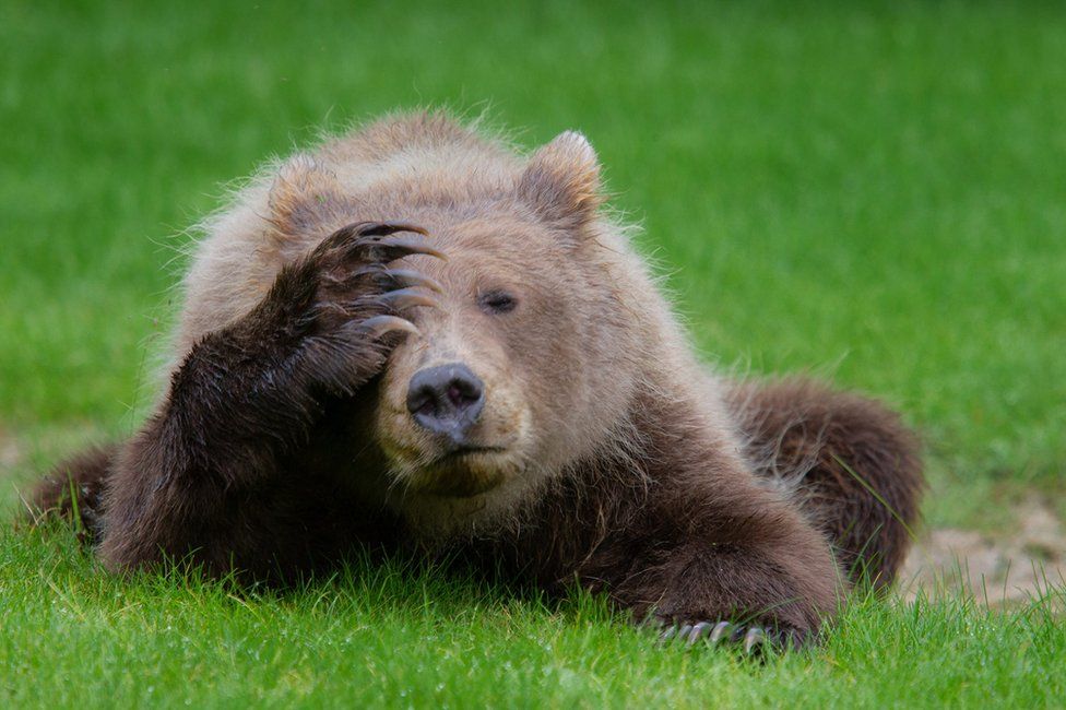 comedy wildlife