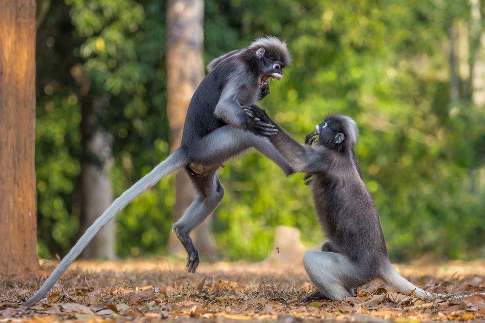 comedy wildlife