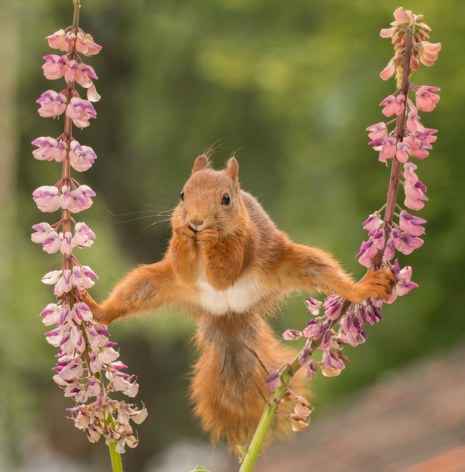 comedy wildlife