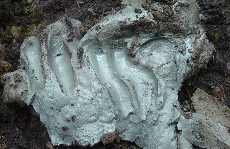 Rare clay used by B.C. First Nations kills drug-resistant bacteria: UBC study