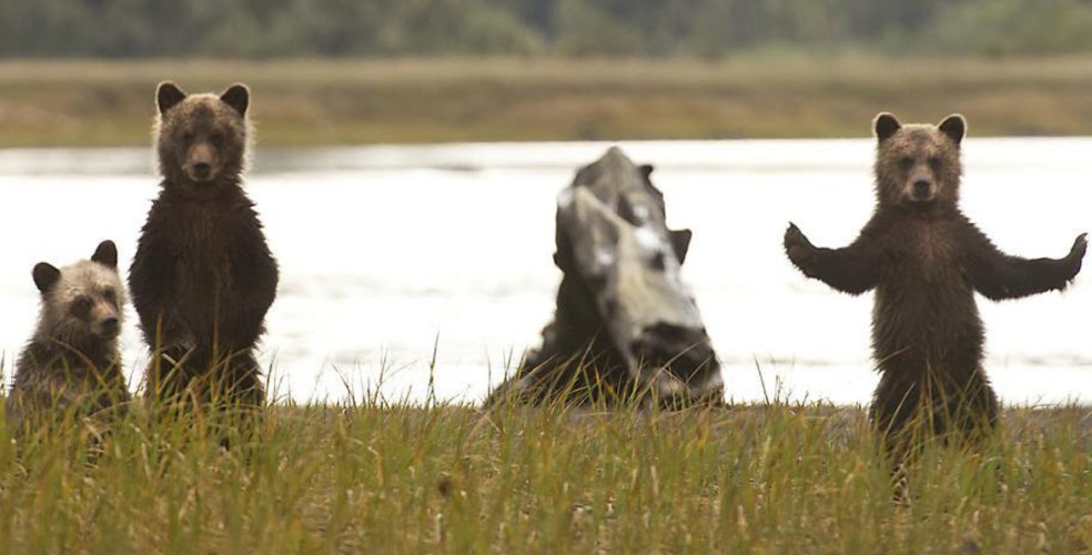 25 naturally beautiful photos of B.C.'s pristine Great Bear Rainforest