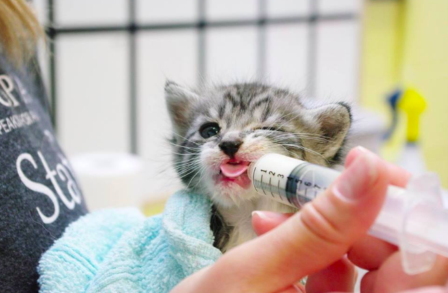 Image: SPCA