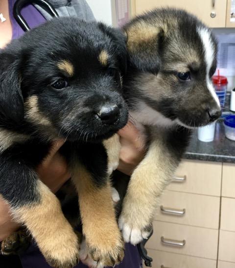 Two shepherd-cross pups at the Victoria Humane Society.