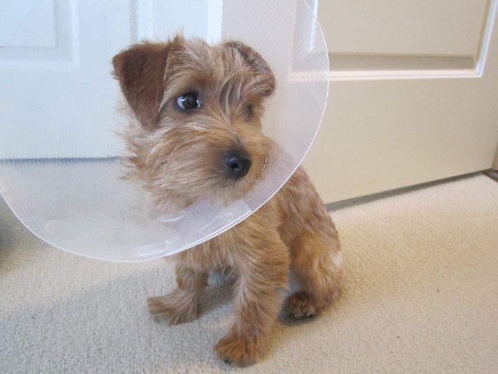 Murphy Brown after the vet.