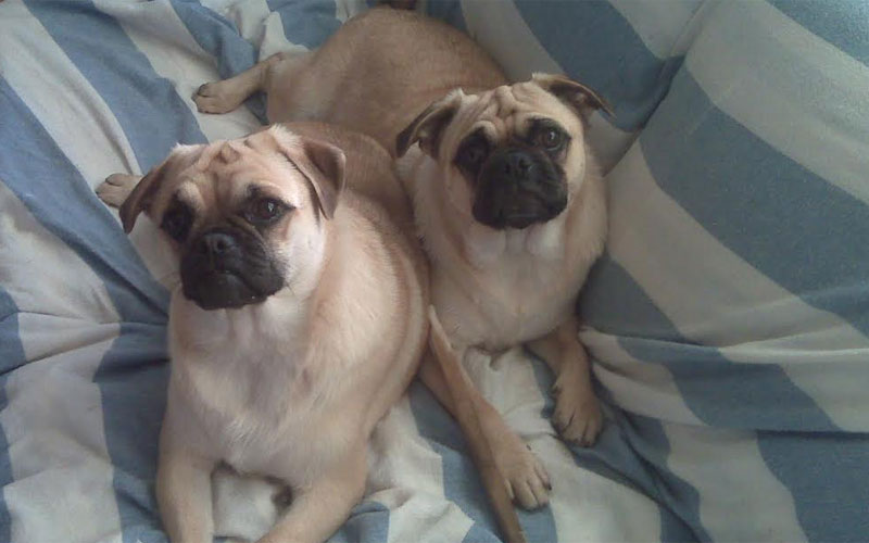 Pug puppy sisters (Jan Janack)