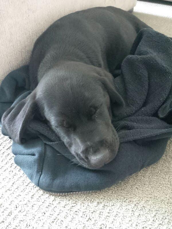 Gus Gus, a black Lab cross. (Simon Hayes)