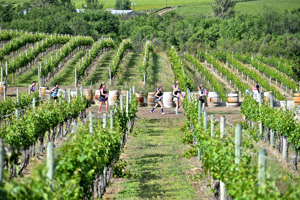 Runners take on the Half-Corked Marathon in the Okanagan (Kieran Frey)