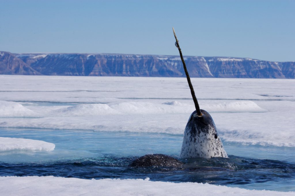 Endangered Canadian Animals