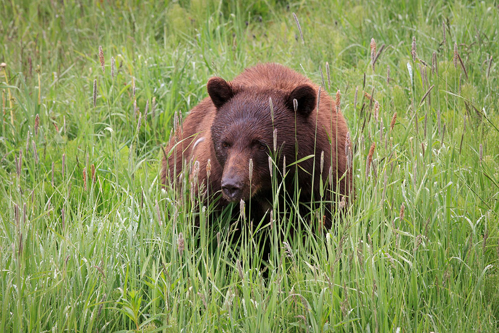 Bear in Whistler (Jenni Sheppard/Daily Hive)