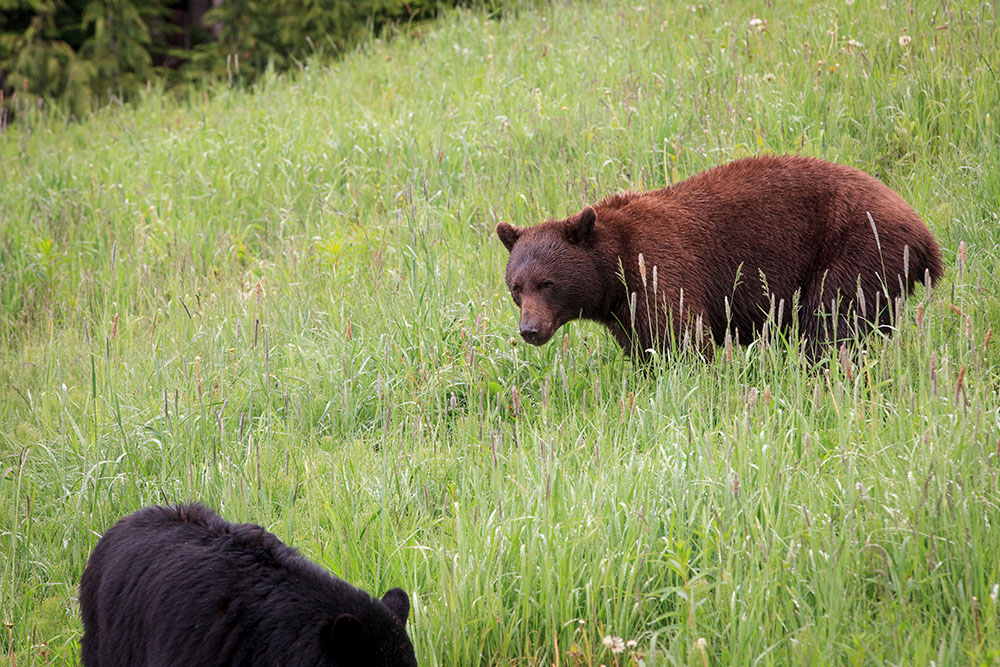 Bear in Whistler (Jenni Sheppard/Daily Hive)