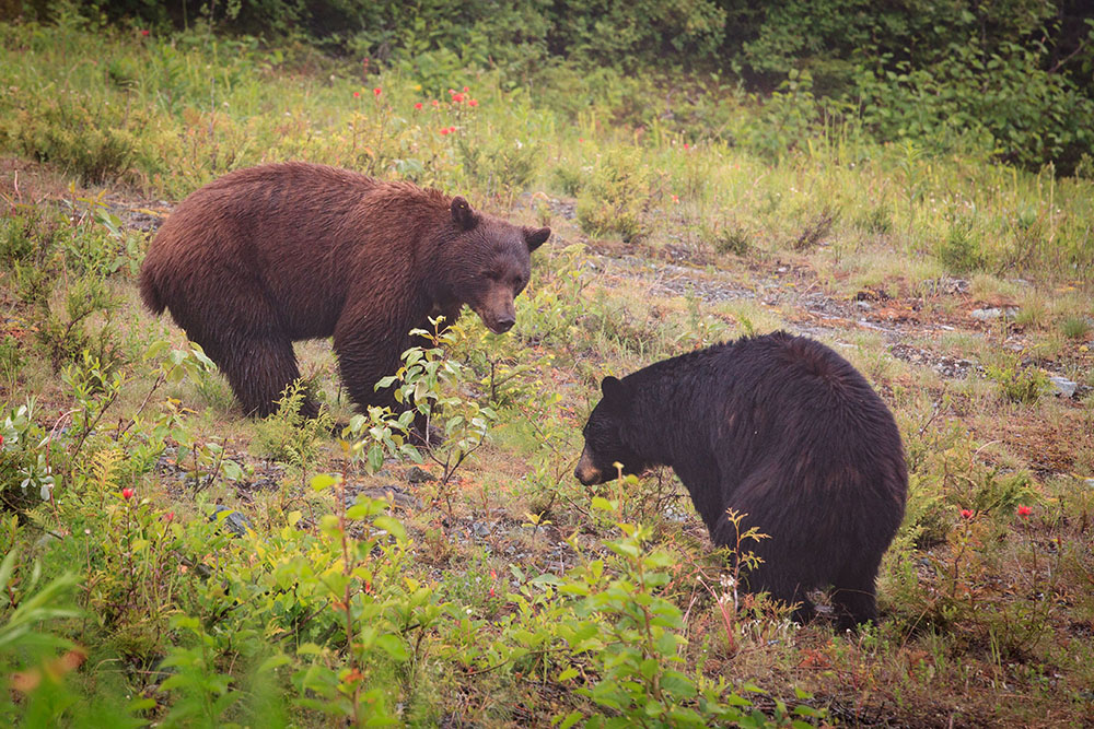 Bear in Whistler (Jenni Sheppard/Daily Hive)