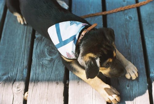 Front Seat Truckin' bandana from Handsome Mountain $10.50