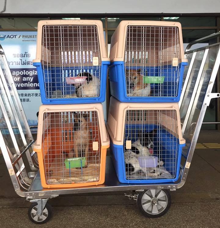 The pups being loaded in Thailand (L.E.A.S.H.)