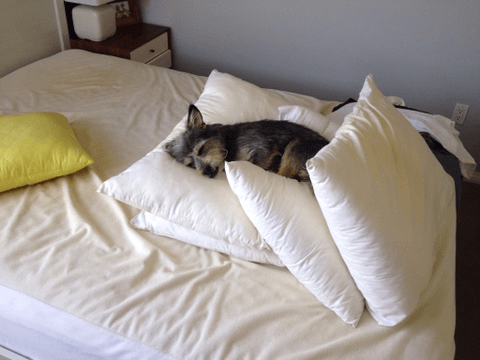 An exhausted Seymour not waiting for new sheets on the bed.