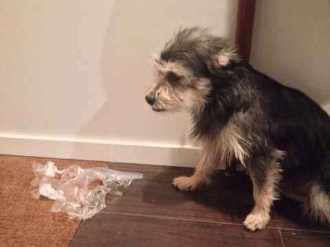 Caught after stealing and eating a full bag of dog treats.
