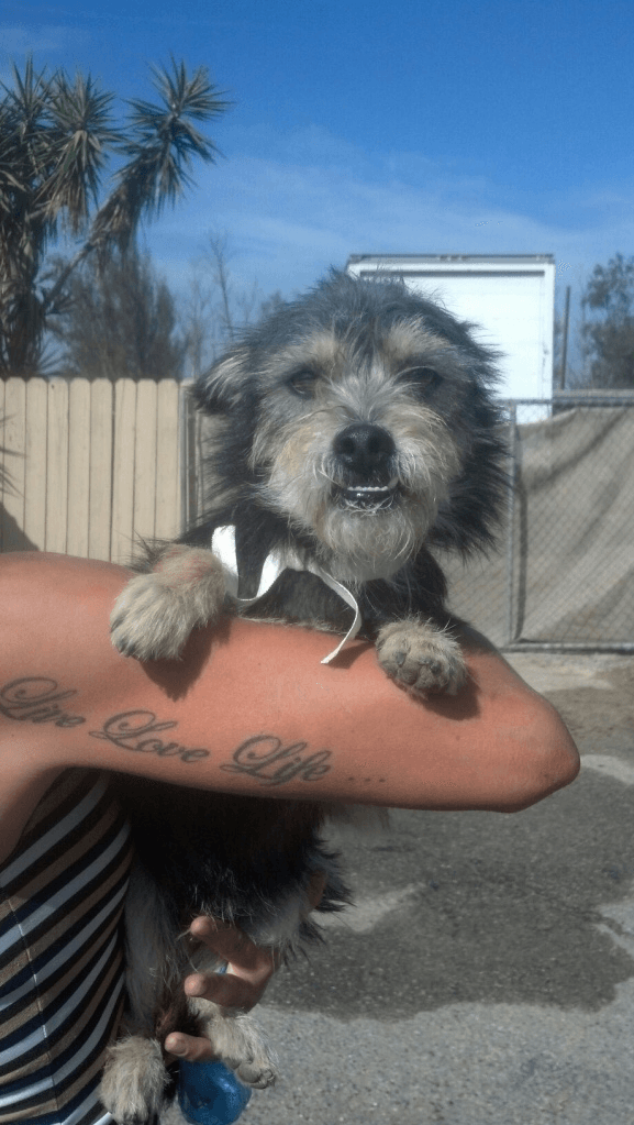 A filthy and skinny Seymour in shelter in San Bernadino, Cali.
