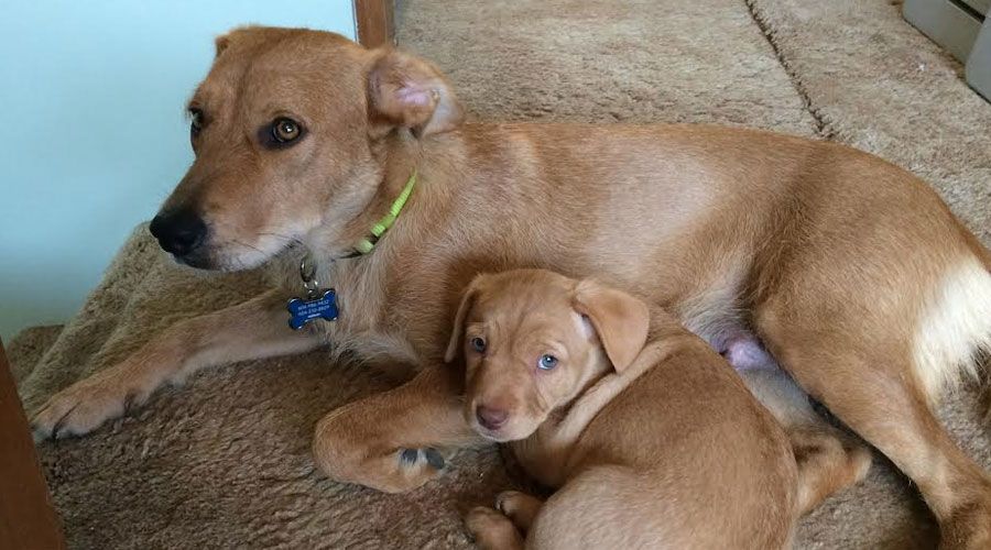 Rescue Me: From 'Cujo mama' to foster failure