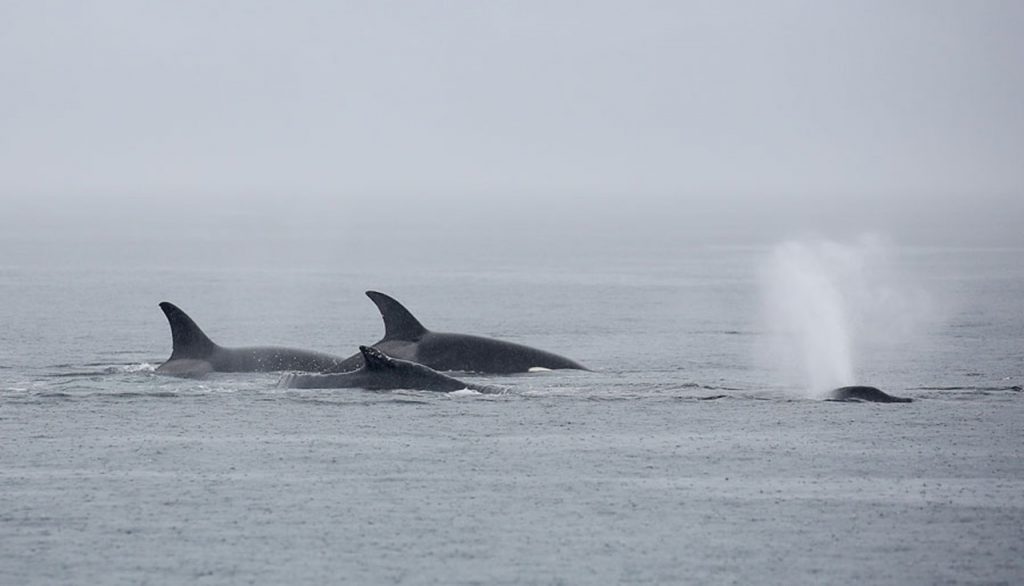 Image: Pacific Whale Watch Association