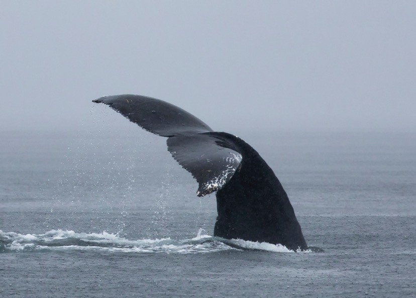 Image: Pacific Whale Watch Association