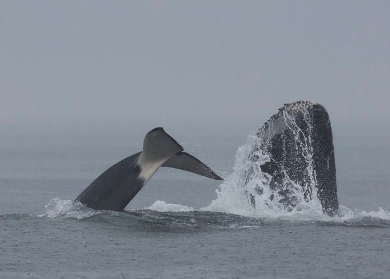 Image: Pacific Whale Watch Association