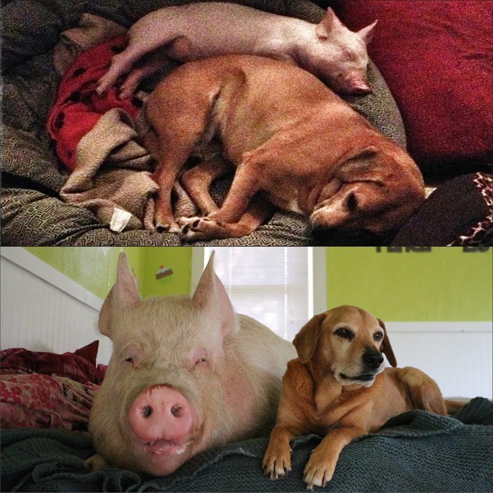 Esther as a piglet, and now full grown, with the family dog.