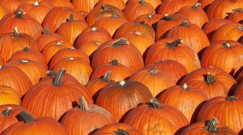 Pumpkins (Leena Robinson/Shutterstock)