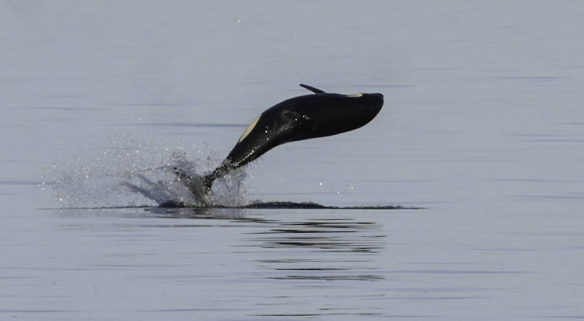 Orca calf Sonic (J52). Photo by Naturalist/Capt Heather MacIntyre, Maya's Legacy Whale Watching, Friday Harbor, WA.