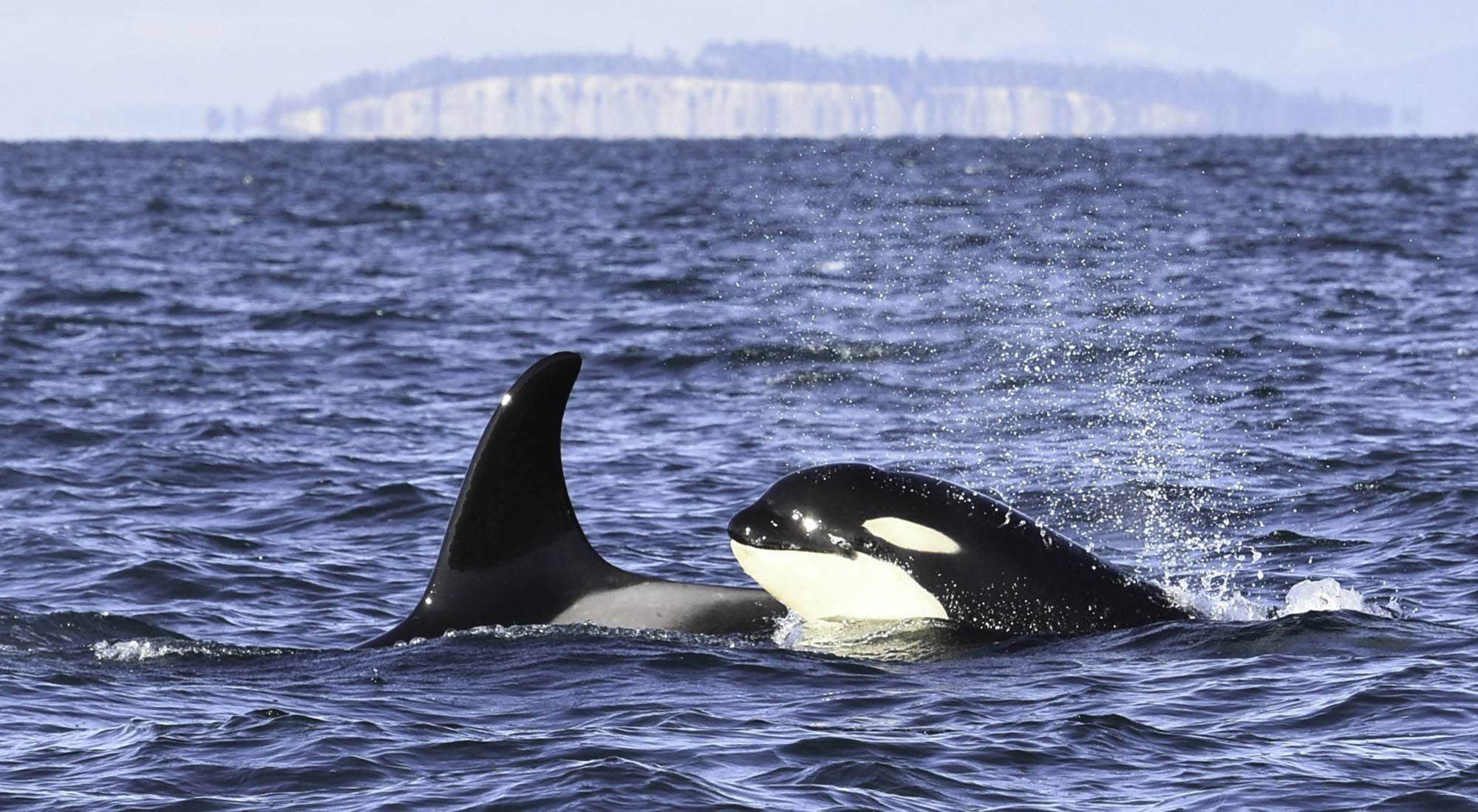 Orca calf Nova (J51) with Eclipse (J41). Photo by Naturalist/Capt Heather MacIntyre, Maya's Legacy Whale Watching, Friday Harbor, WA.