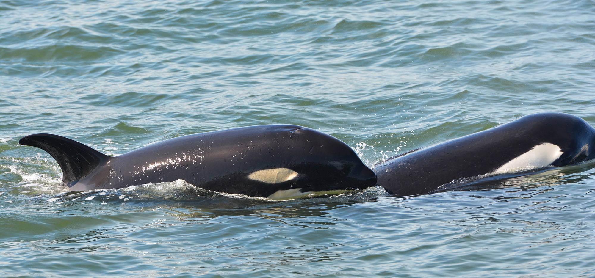 Orca calf Nova (J51) (left) with Shachi (J19). Photo by Capt. Gary Sutton, Steveston Seabreeze Adventures, Richmond, BC.