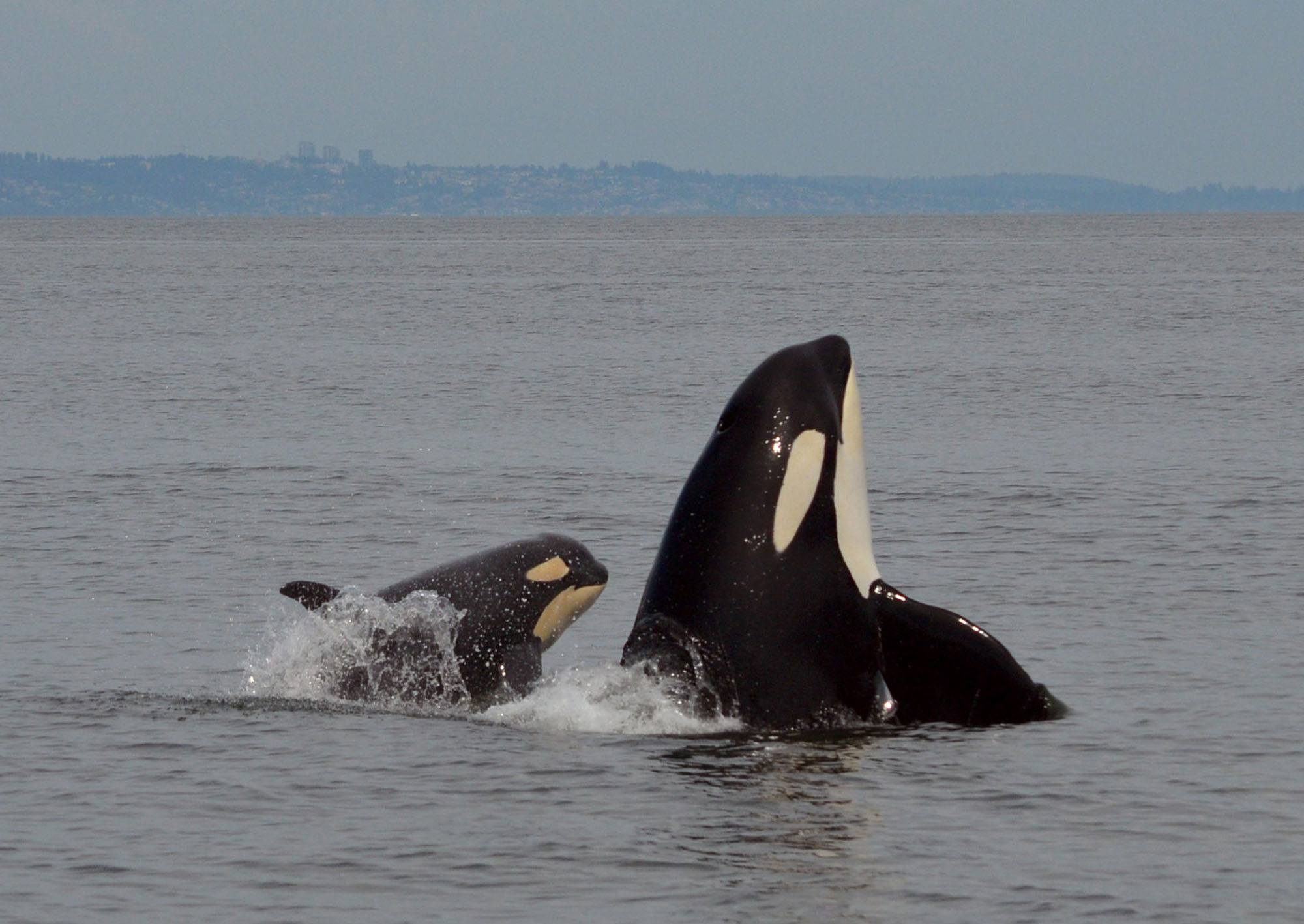 Orca calf Scarlett (J50) with Slick (J16). Photo by Naturalist Tasli Shaw, Steveston Seabreeze Adventures, Richmond, BC.