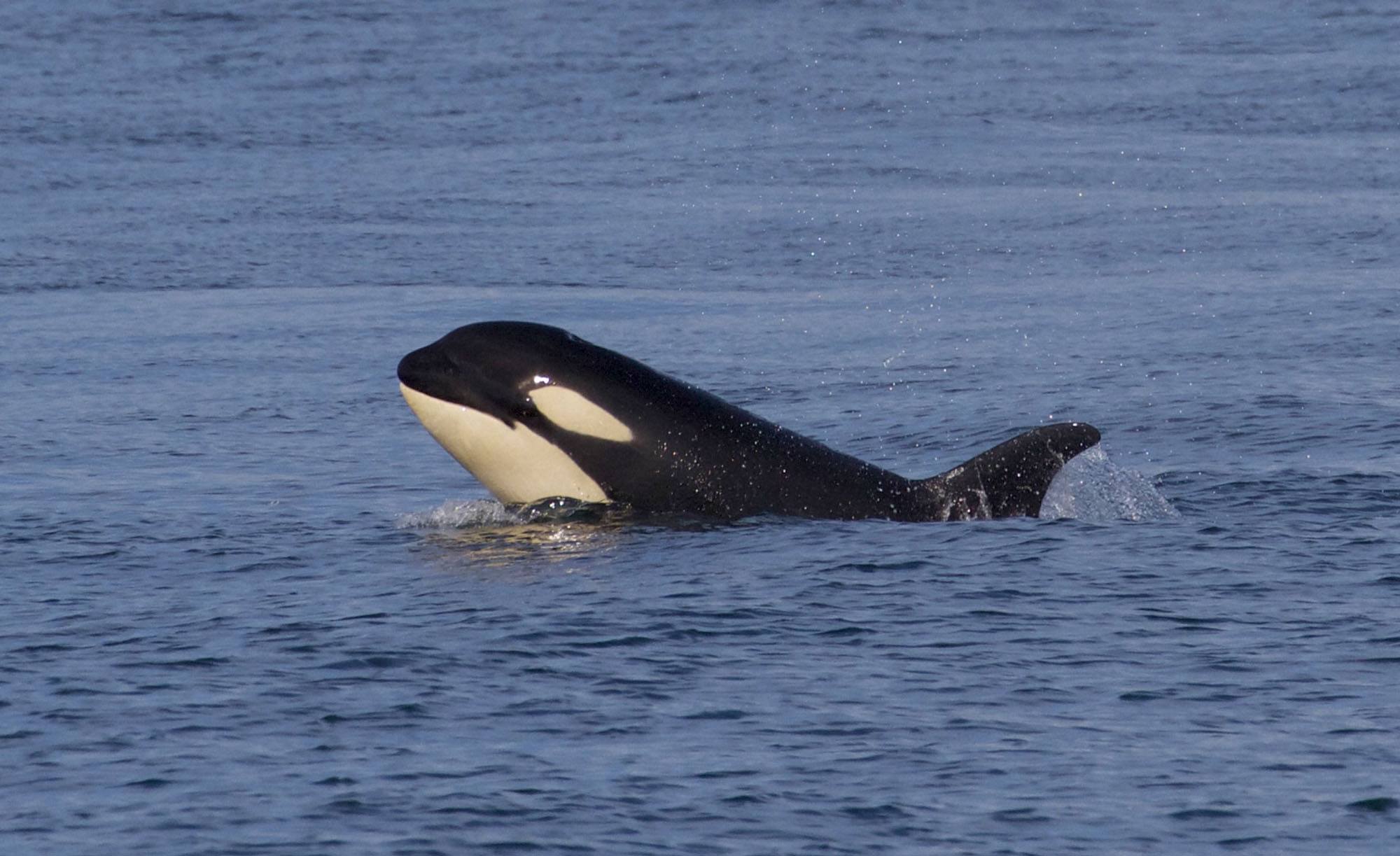 Orca calf Scarlett (J50). Photo by Andrew Lees, Five Star Whale Watching, Victoria BC