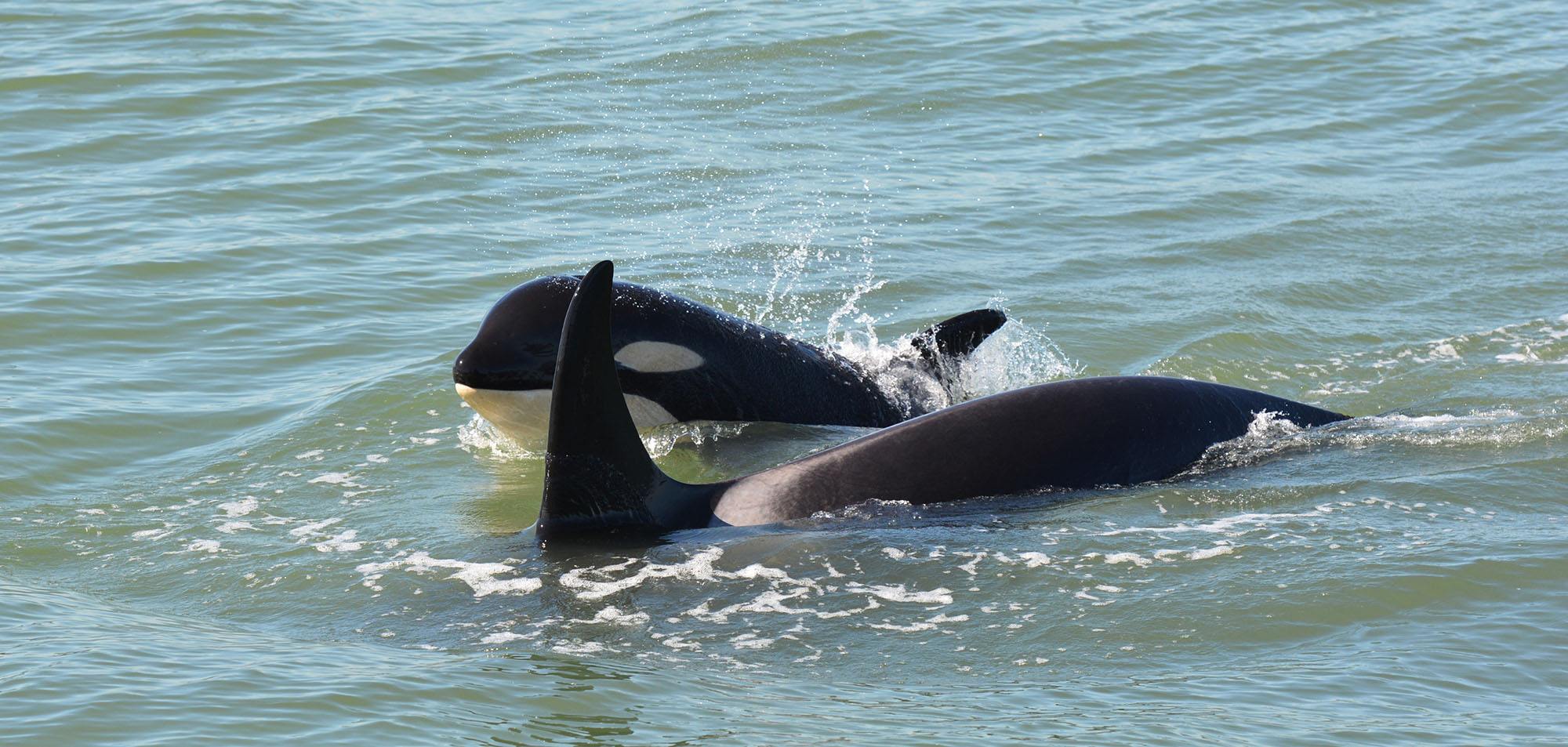 Orca calf Scarlett (J50) with Slick (J16). Photo by Capt. Gary Sutton, Steveston Seabreeze Adventures, Richmond, BC.