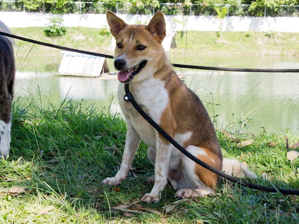 Smiley when he was still with Soi Dog in Thailand. 