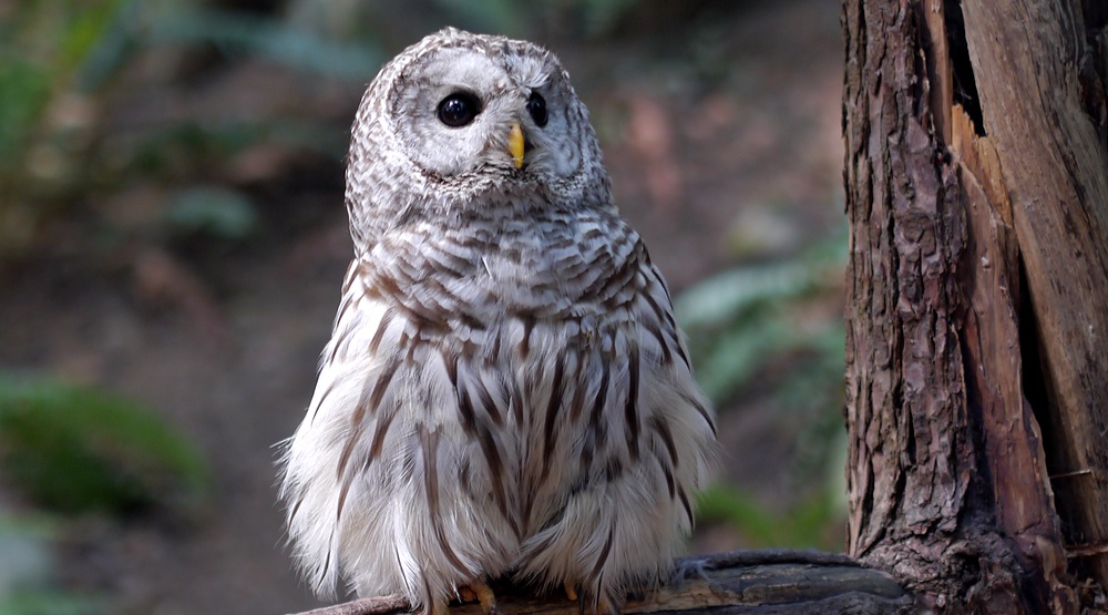 A barred owl (mhgstan/Shutterstock)