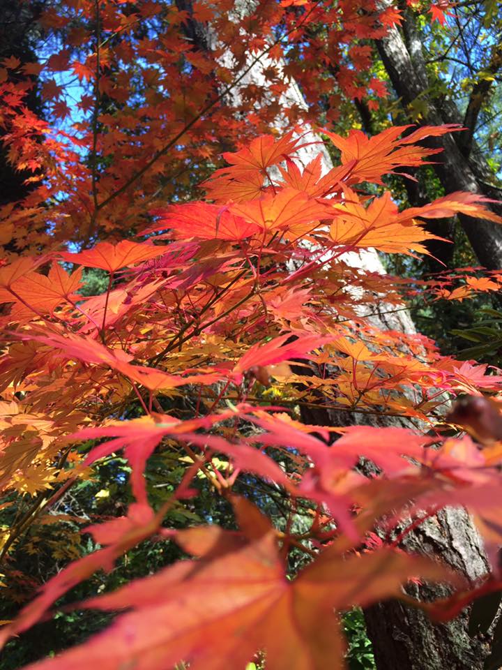 Fall leaves in Vancouver (Tania Watt, submitted via Daily Hive Vancouver on Facebook)