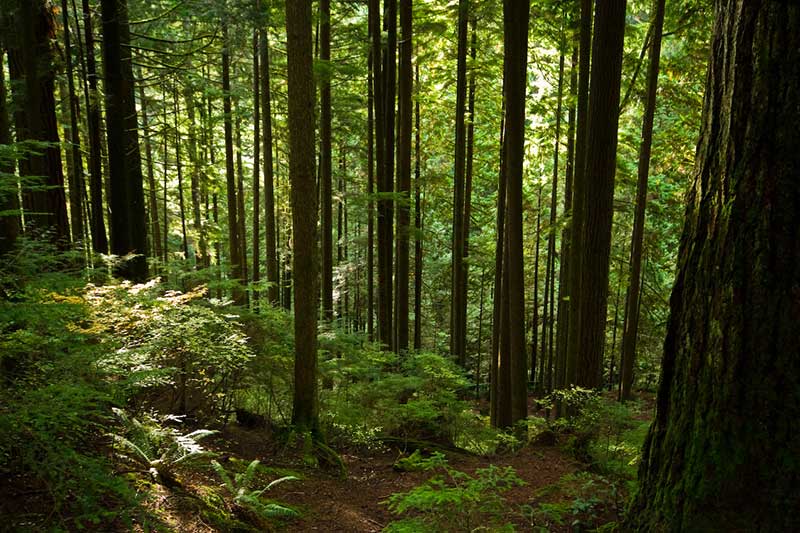 An image of Lynn Valley