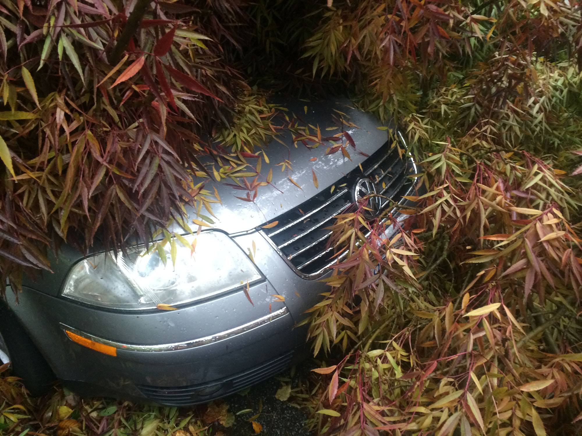 Kath Will's car was engulfed by a fallen tree during the storm in Vancouver on Friday (Kath Will)