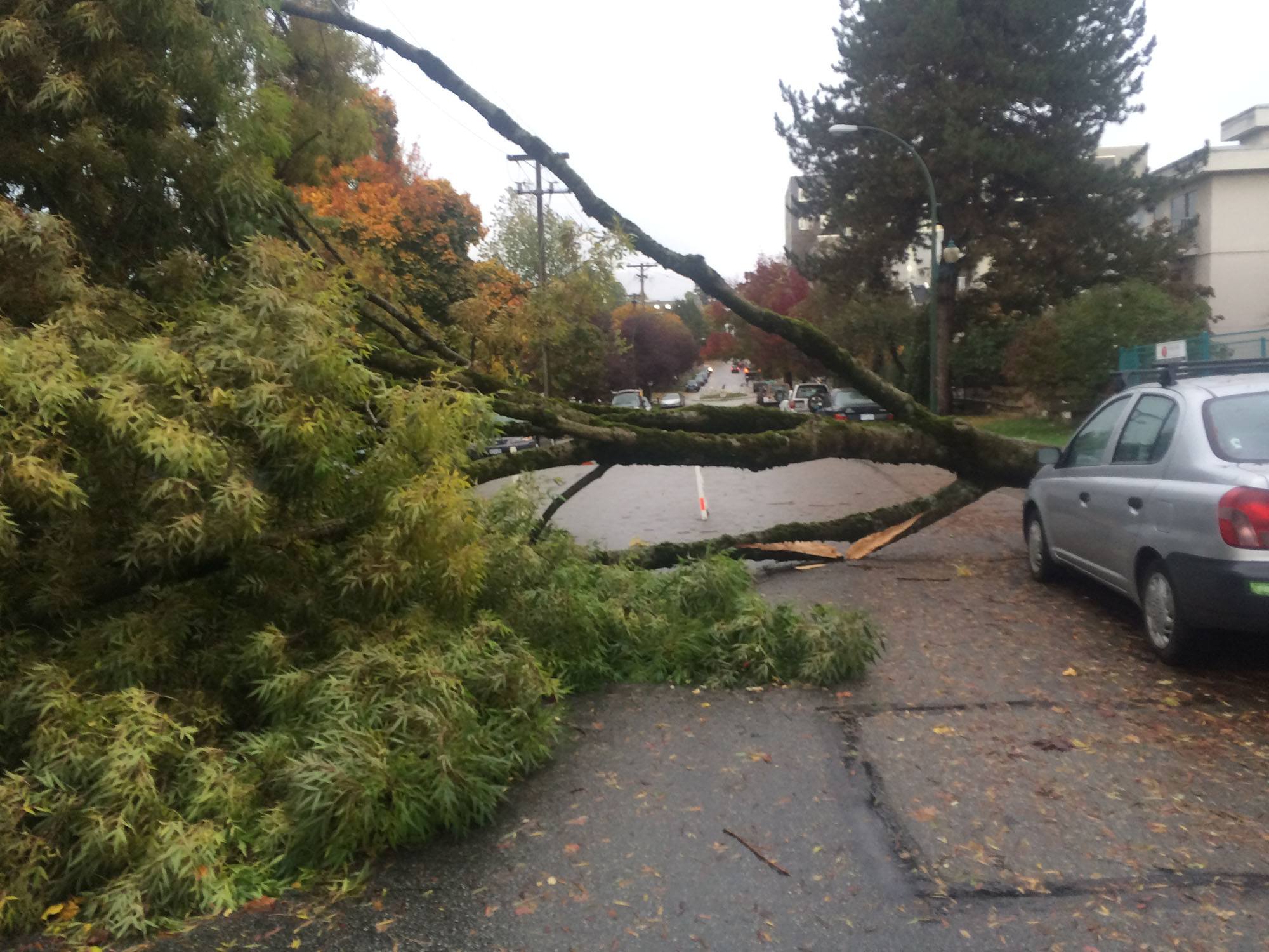 A huge tree fell down in East Vancouver during Friday's storm (Kath Will)