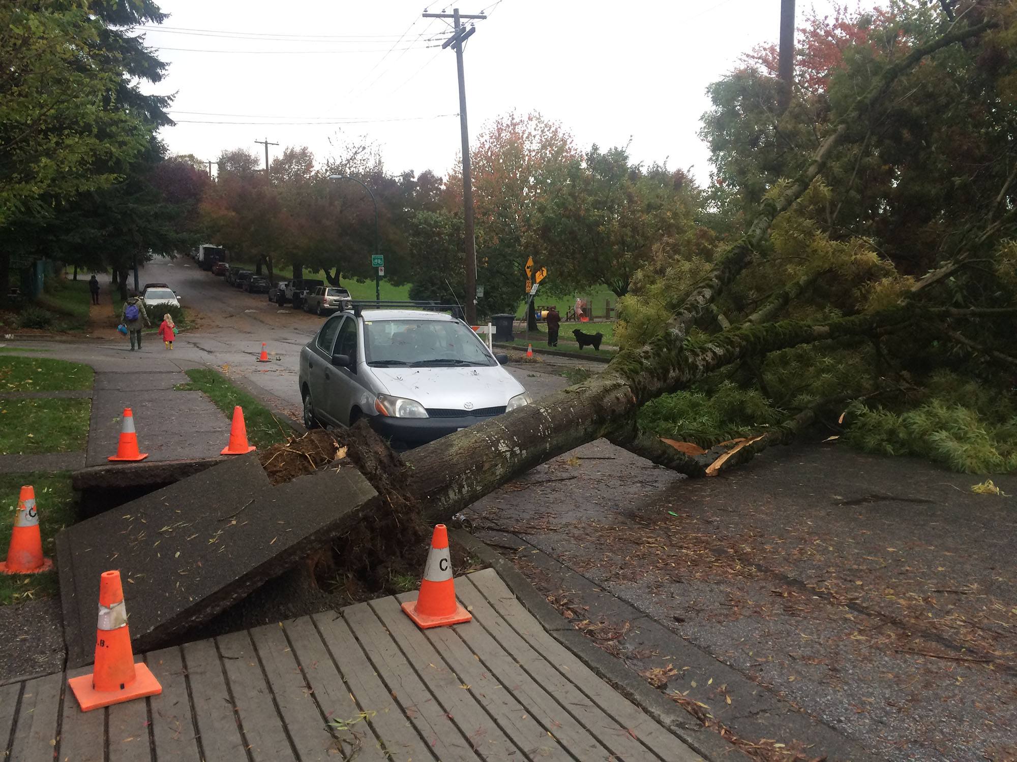 A huge tree fell down in East Vancouver during Friday's storm (Kath Will)