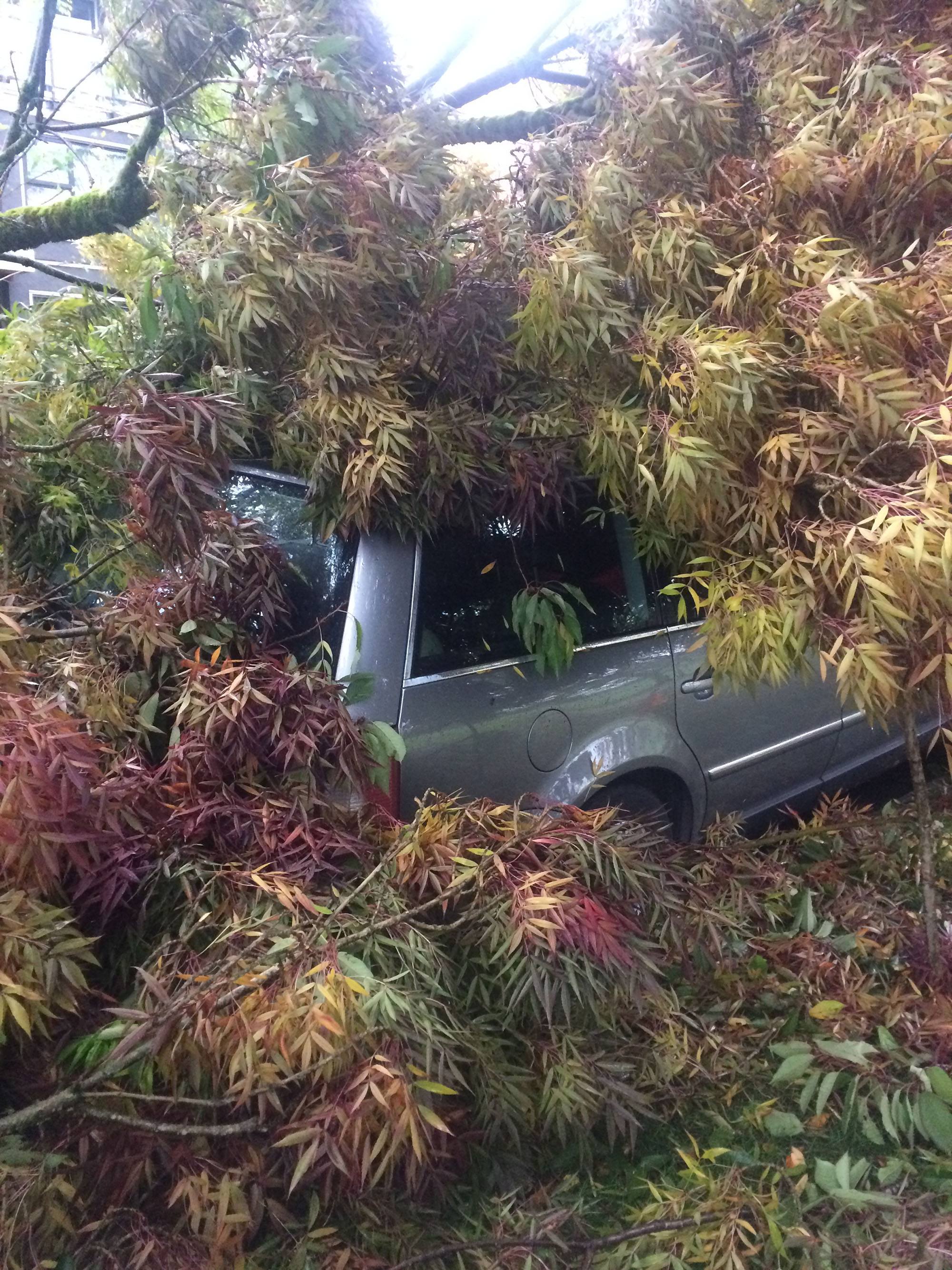 Kath Will's car was engulfed by a fallen tree during the storm in Vancouver on Friday (Kath Will)