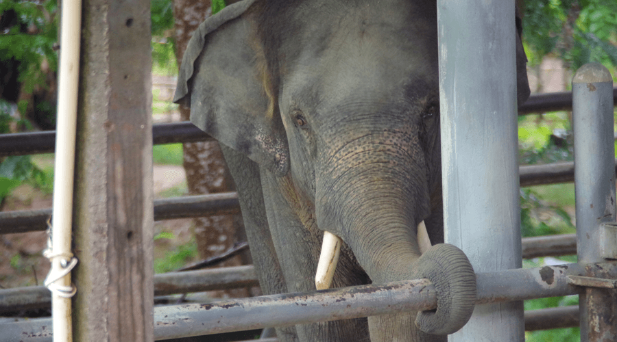 An injured elephant at Friends of the Asian Elephant hospital. (Allison Wallace)
