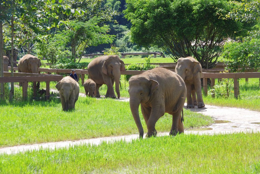 Elephants at the Elephant Nature Park in Chiang Mai, Thailand. (Allison Wallace)