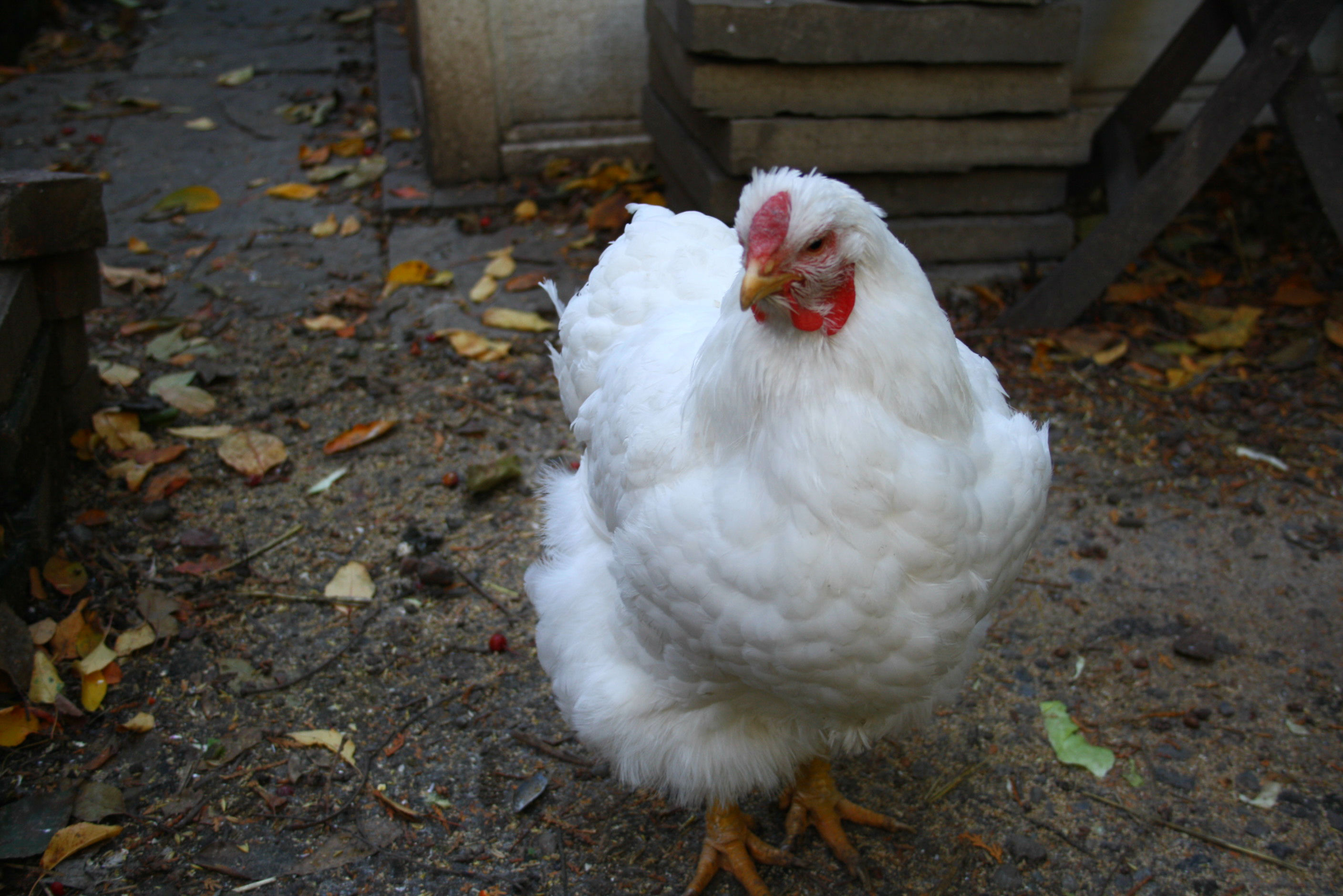 toronto backyard chickens